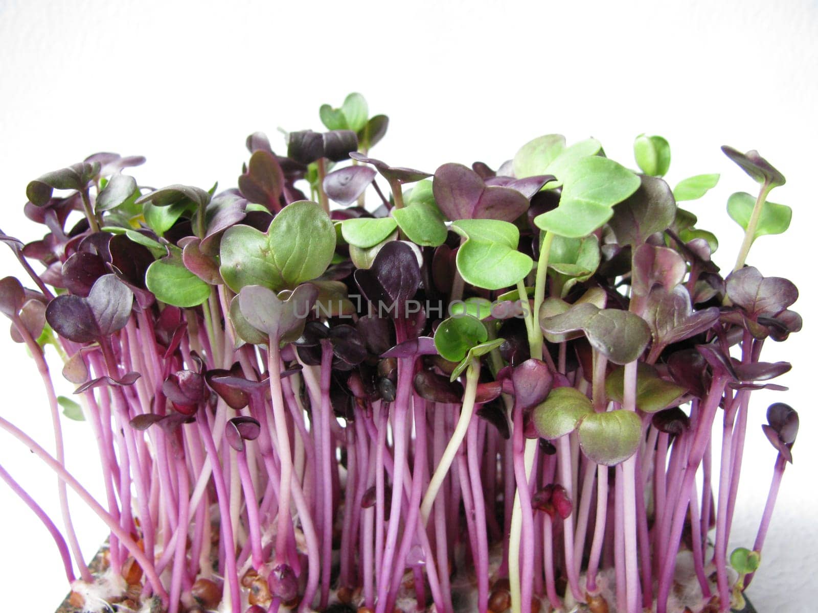Red radish sprouts