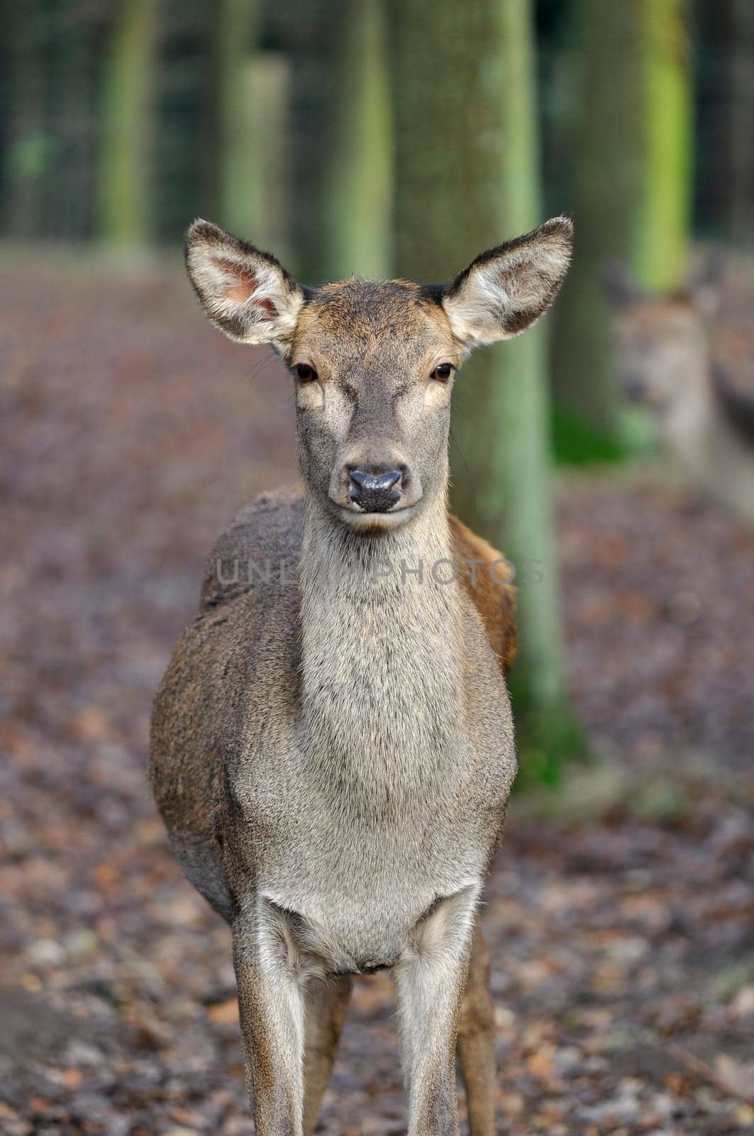 Red deer - Cervus elaphus