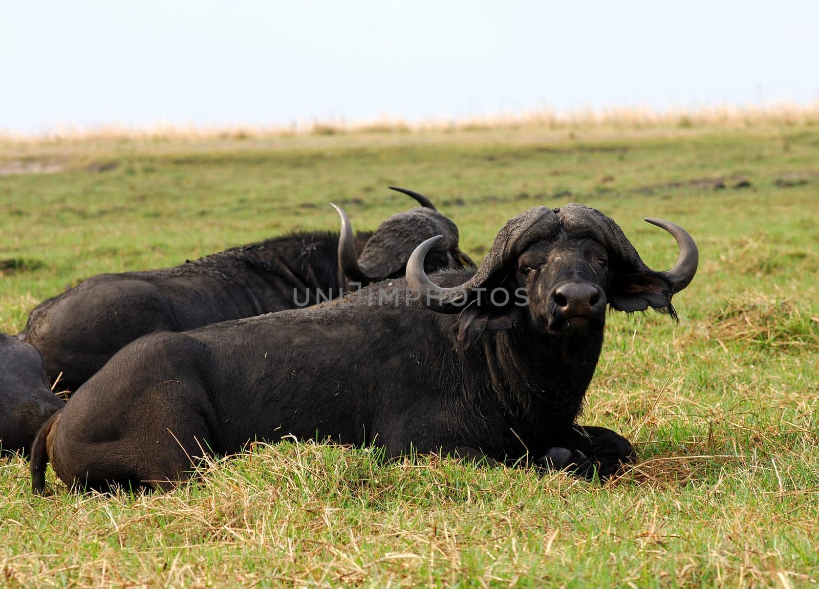 African Buffalo,Cape Buffalo,Botswana
