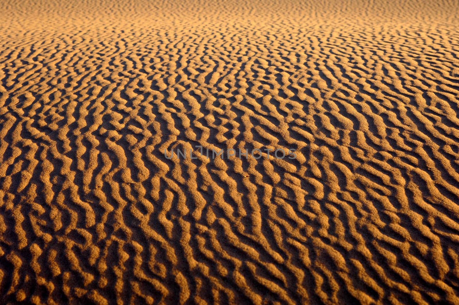 Sand Ribs on Desert Sand,Sahara Desert