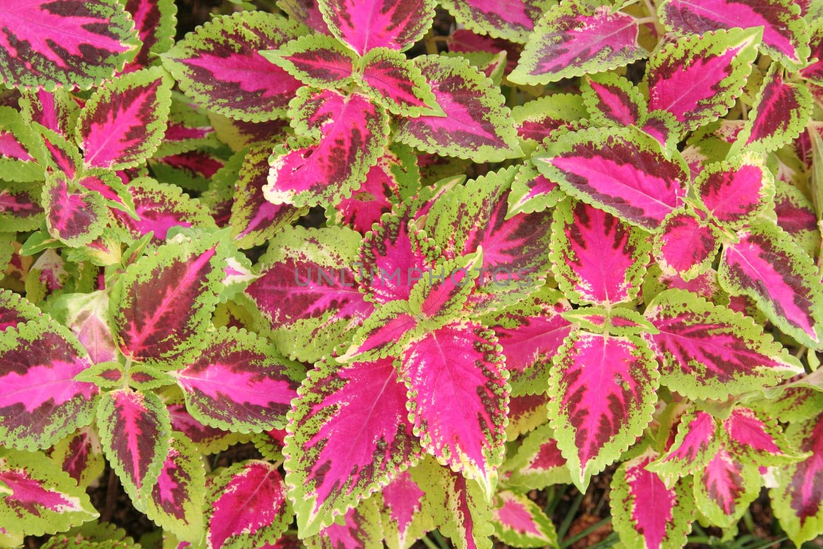 Coleus leaves