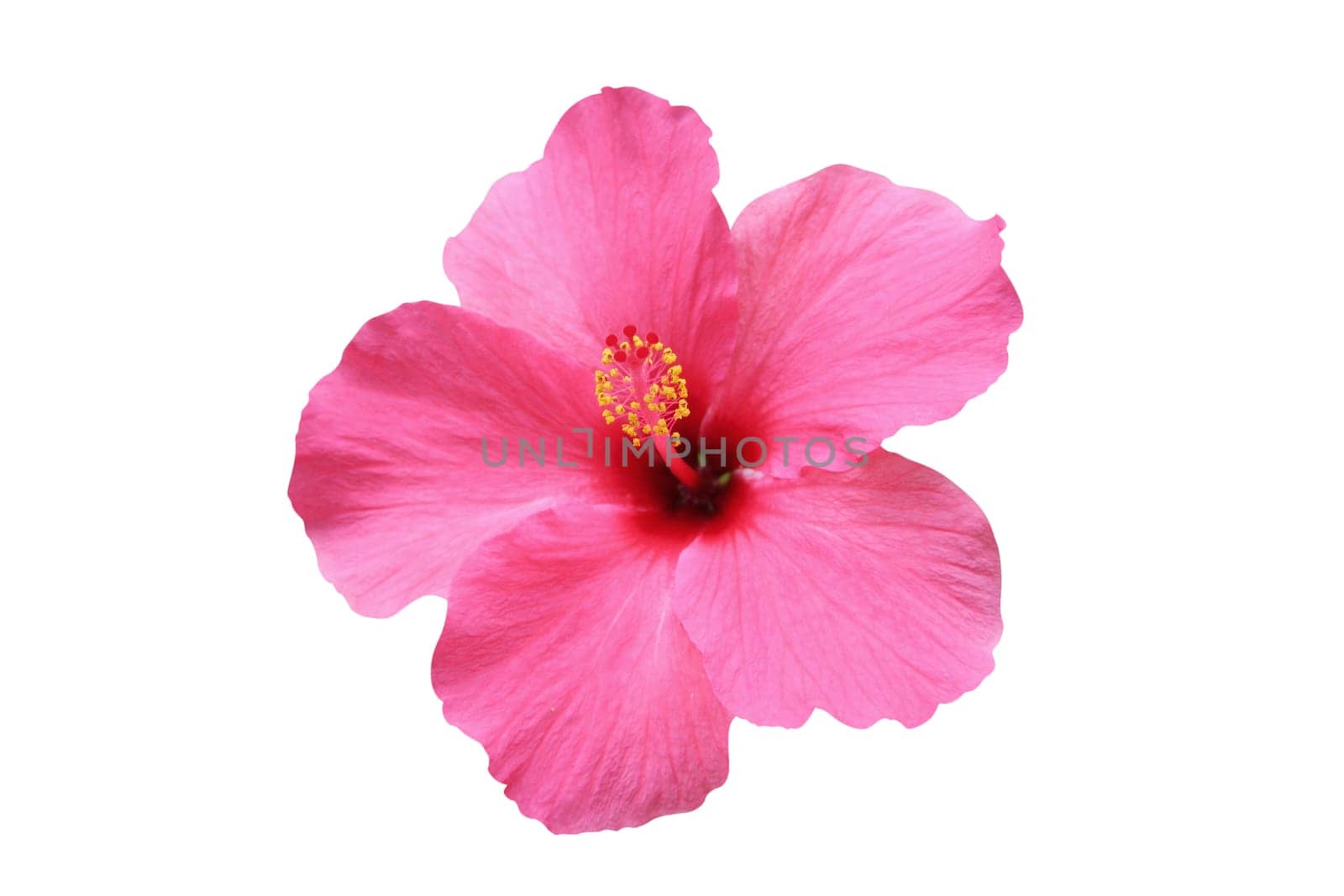 Hibiscus flower
