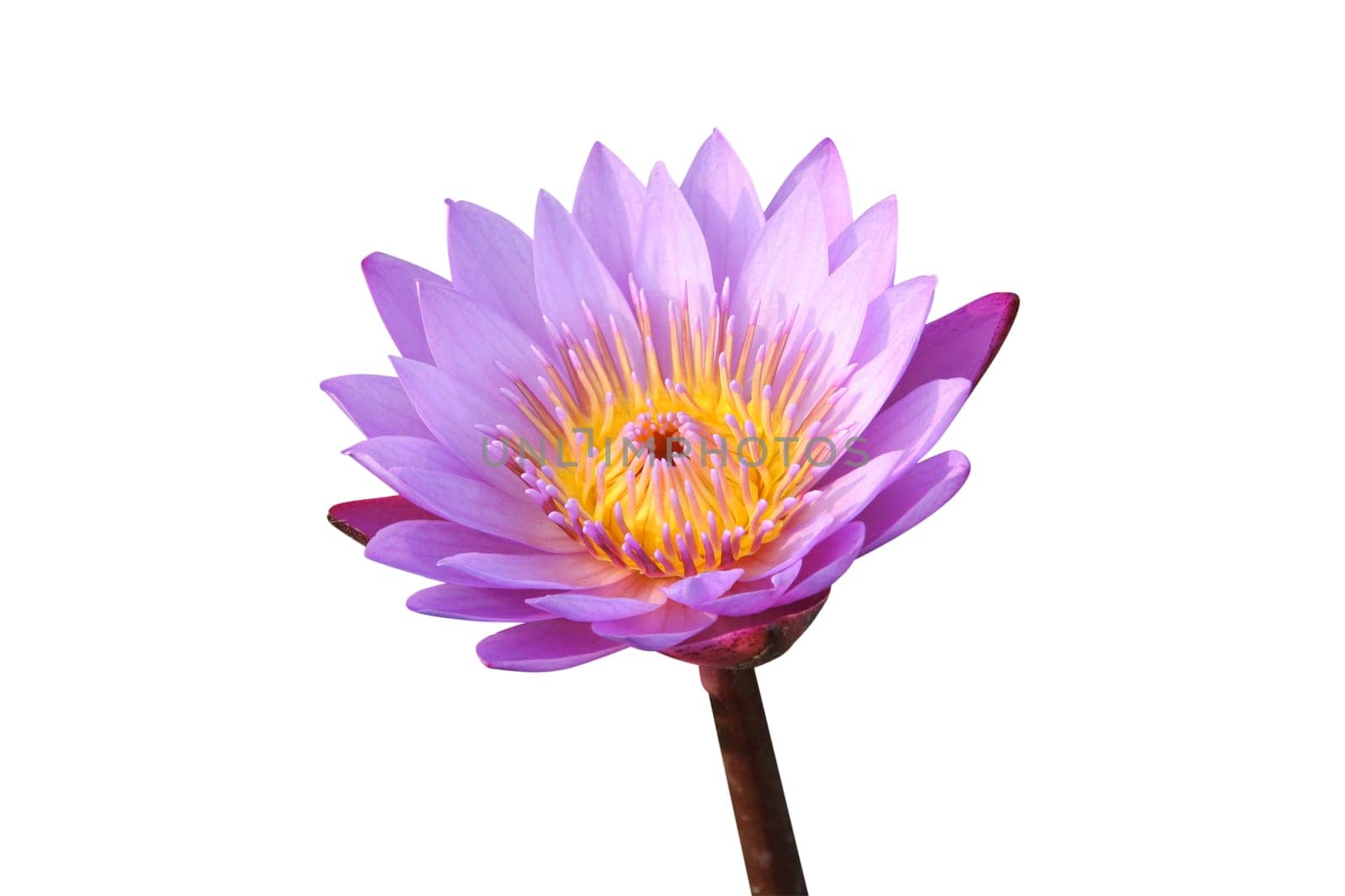 Purple water lily