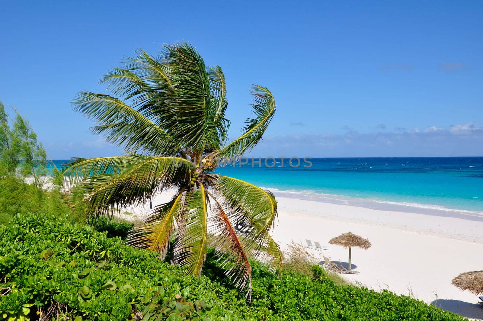 Beach of Eleuthera/Bahamas