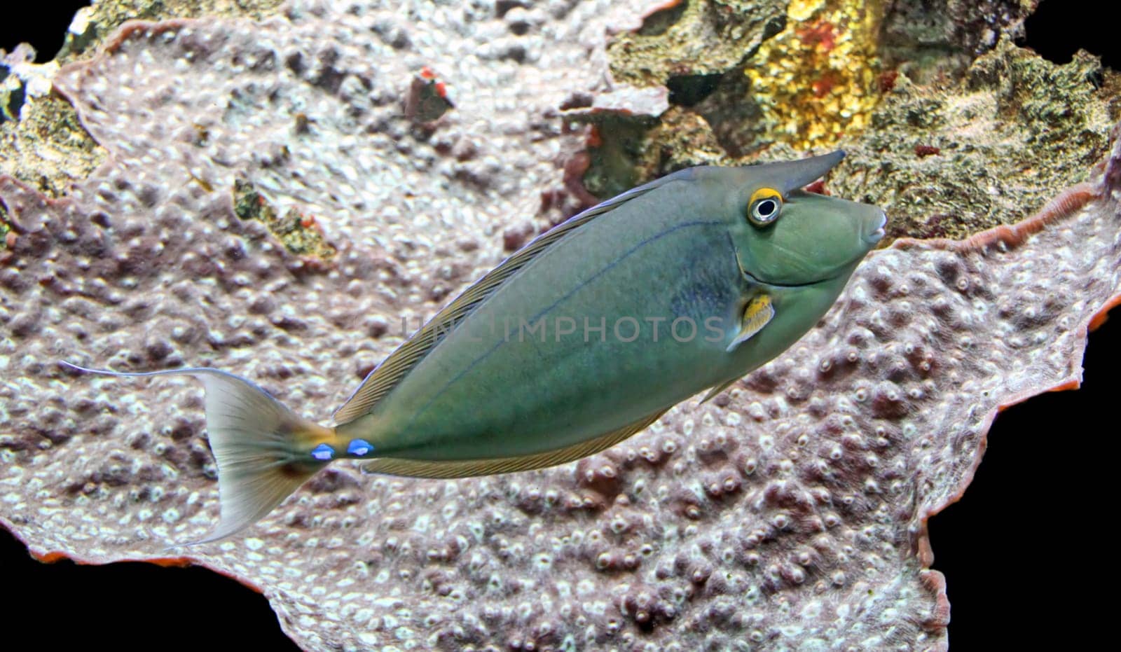 Naso unicornis (Bluespine Unicornfish)