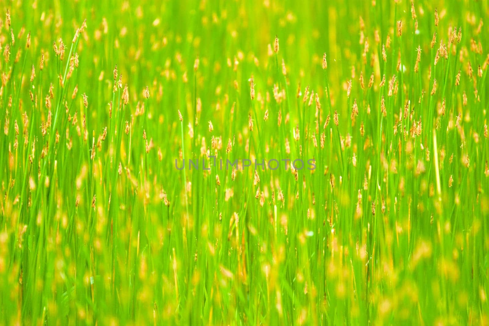 green plant