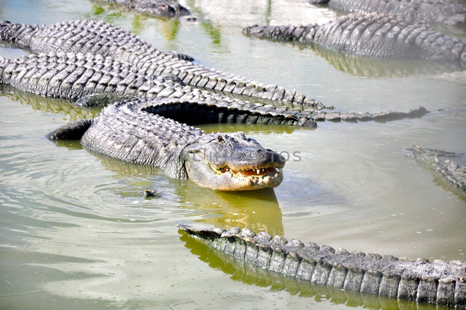 everglades alligator