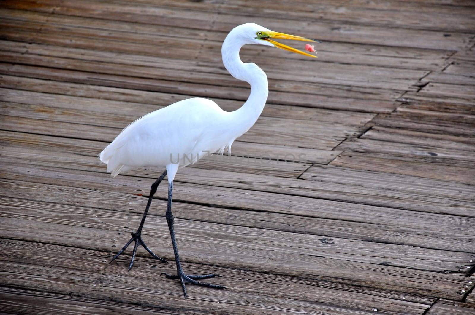 heron on wooden bridge