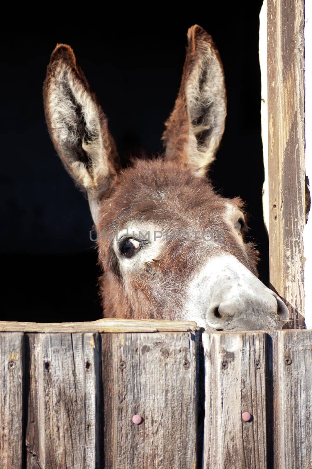 Curious donkey