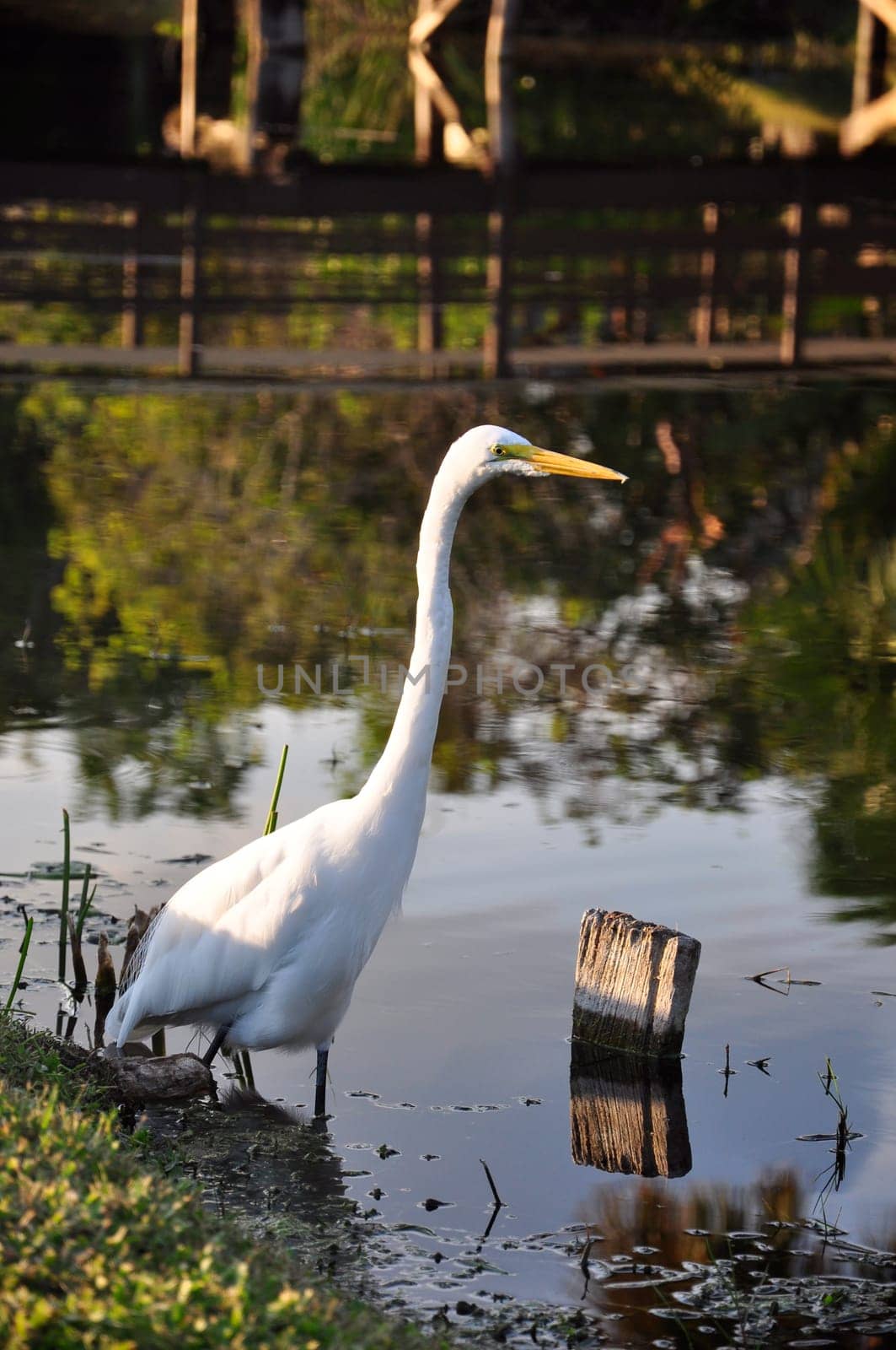 Herons fishing