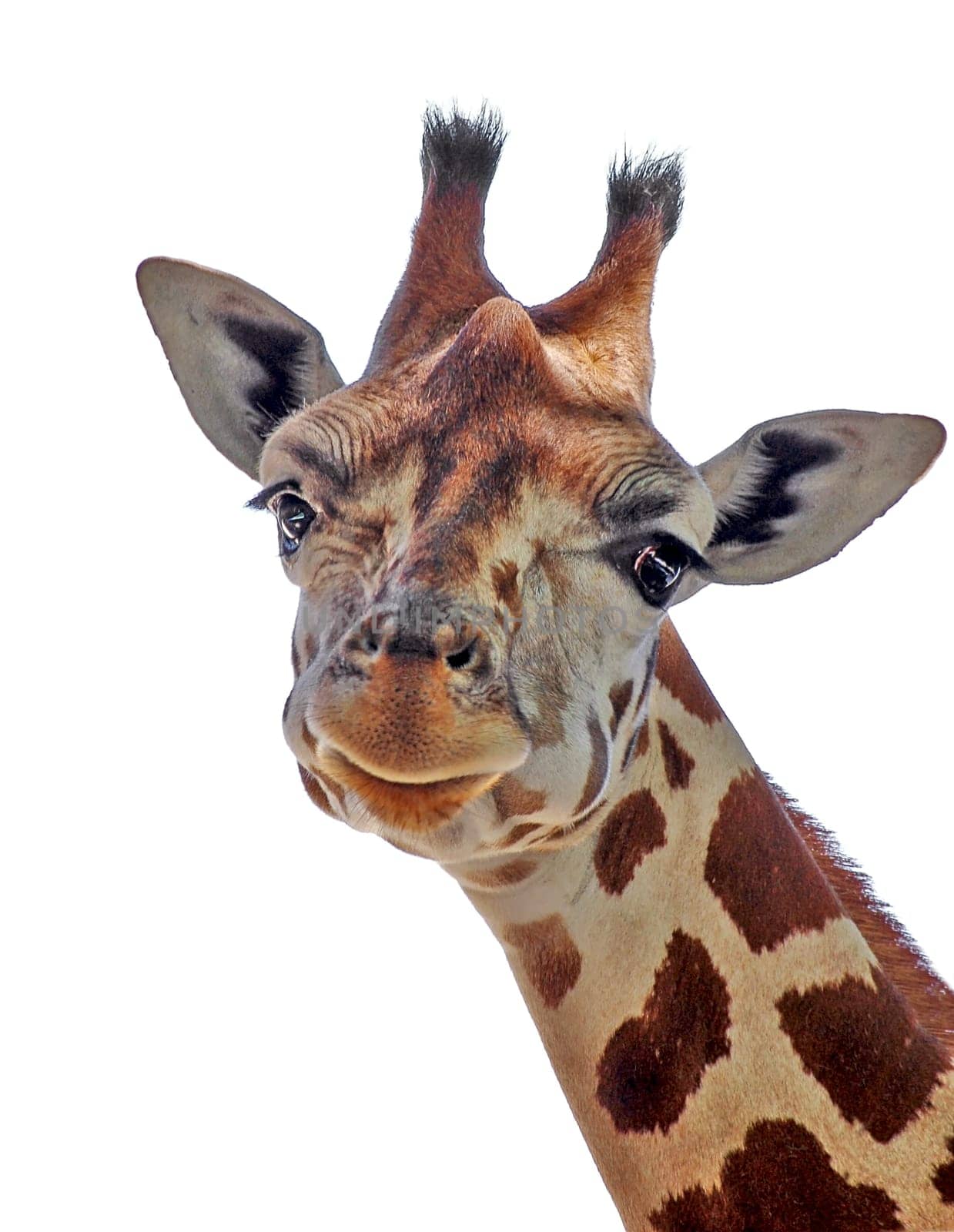 Friendly giraffe