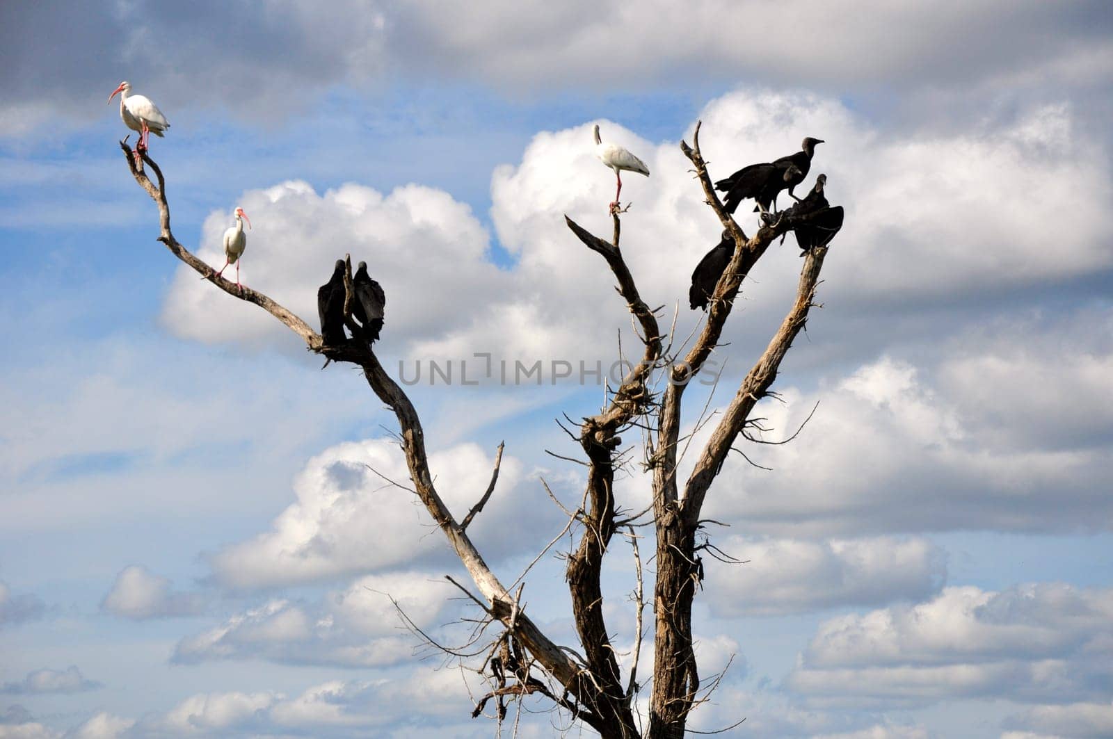 Herons and vultures on a dead tree / Everglades