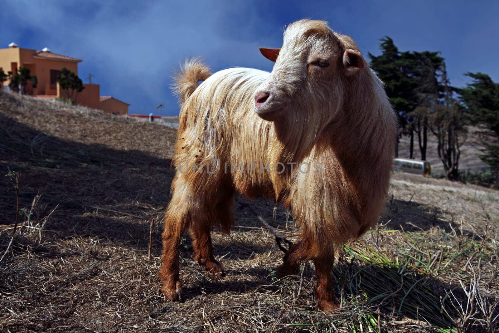 Goat