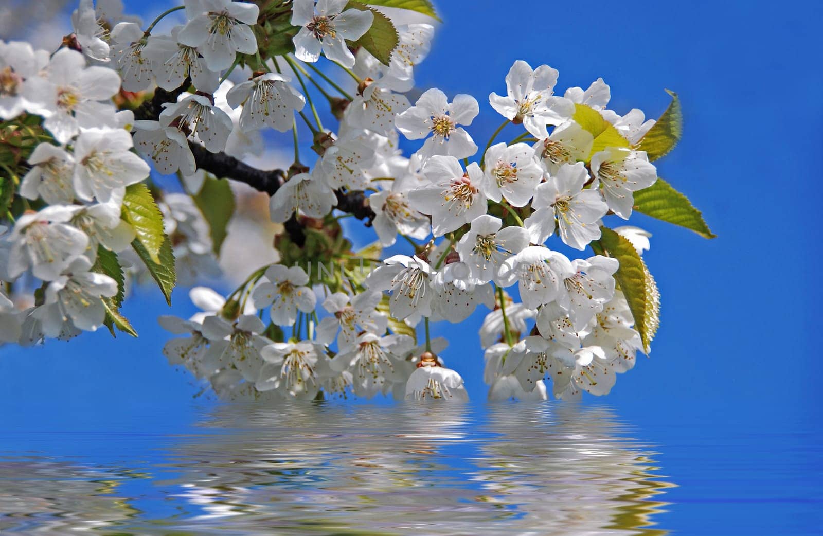 Cherry Blossom Branch