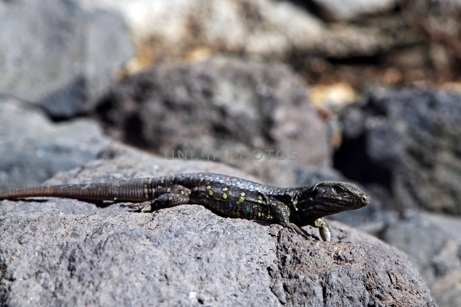 Lizard