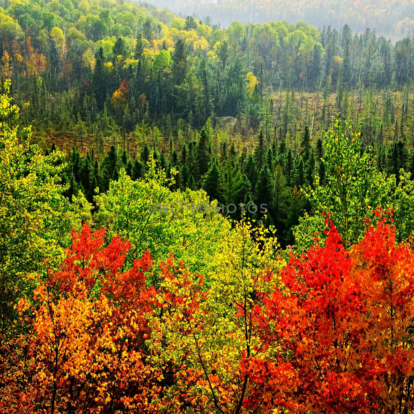 Fall forest rain storm