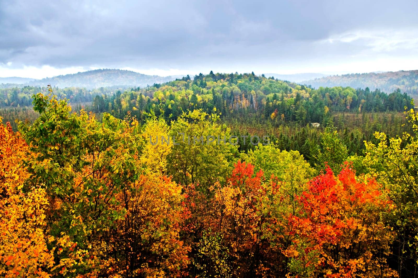Fall forest