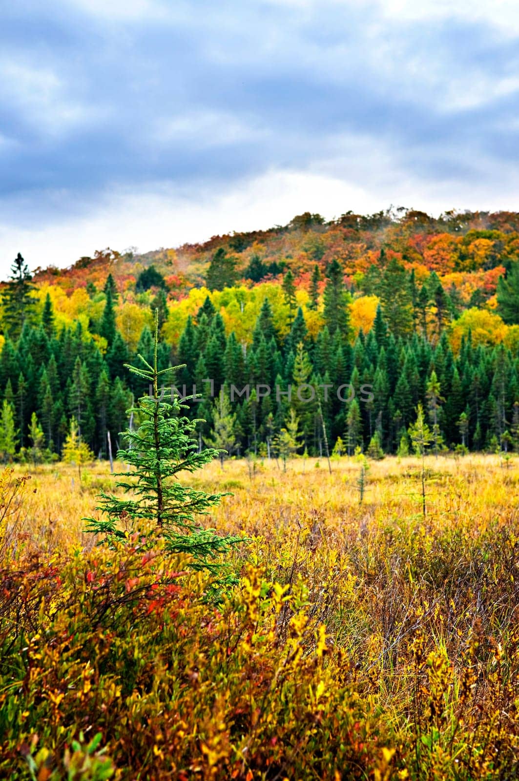 Fall forest