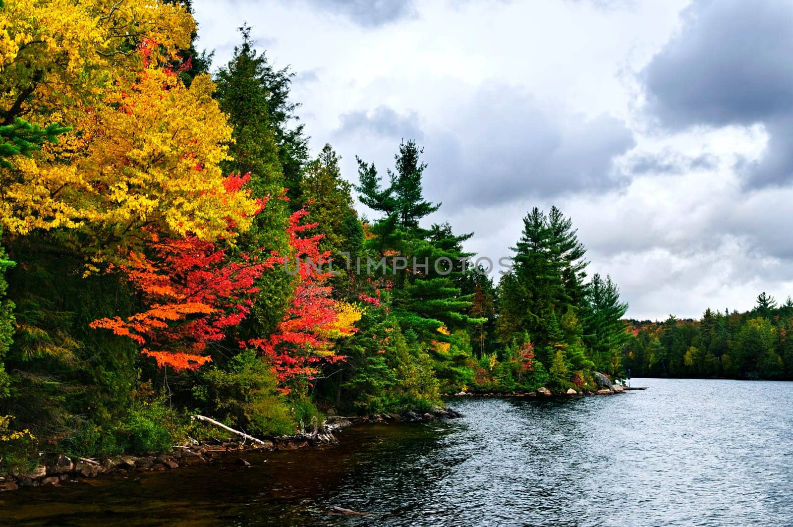 Fall forest and lake shore