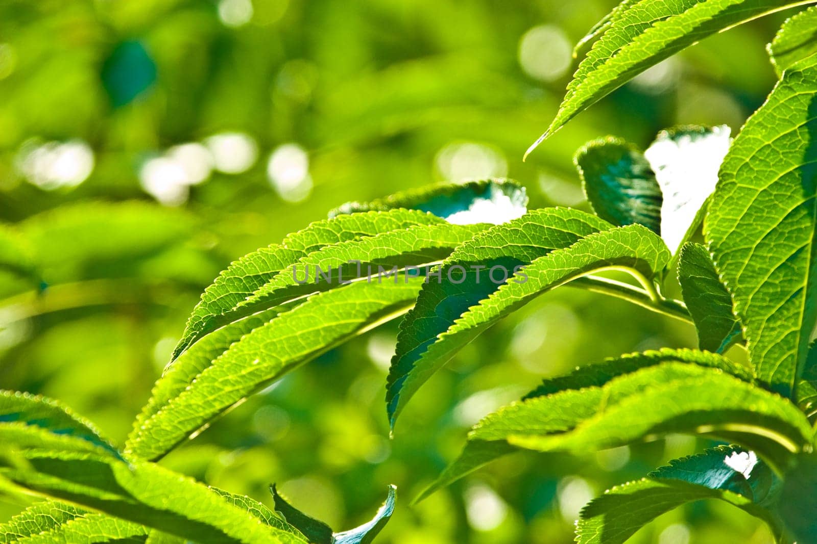 wild plant