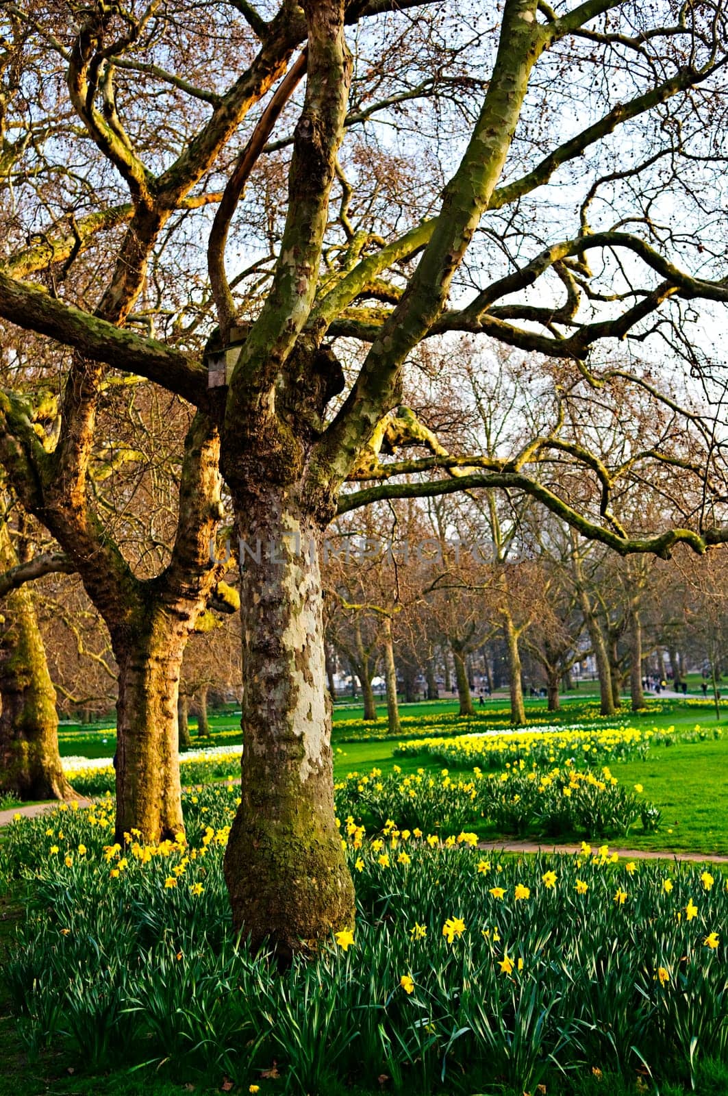 Daffodils in St. James Park
