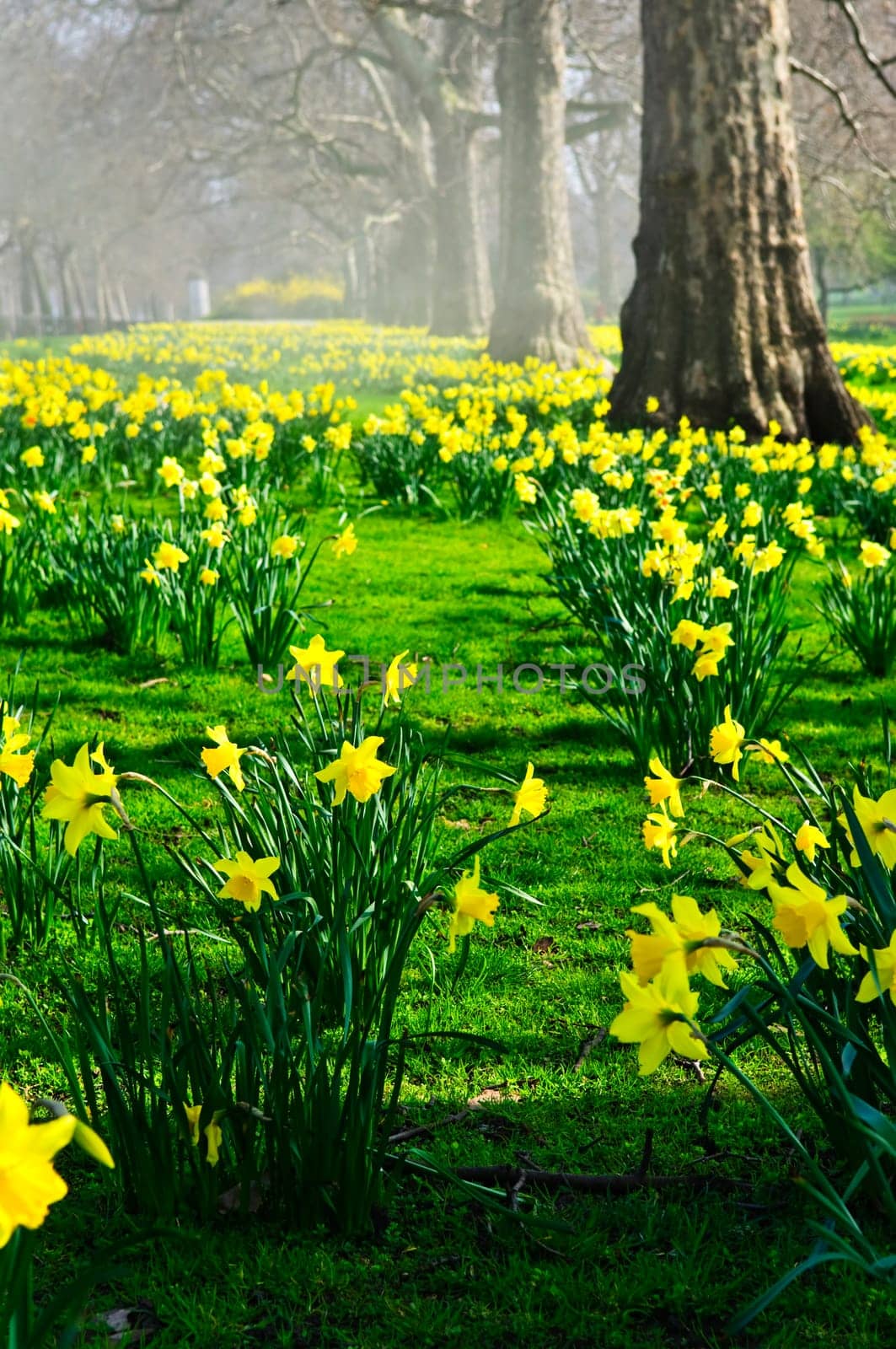 Daffodils in St. James Park