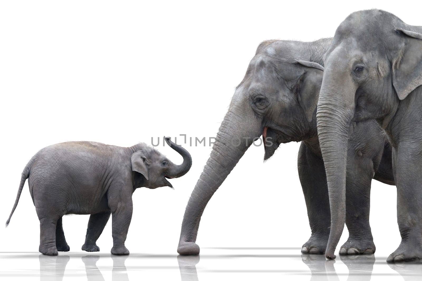 Elephant Family wd379
