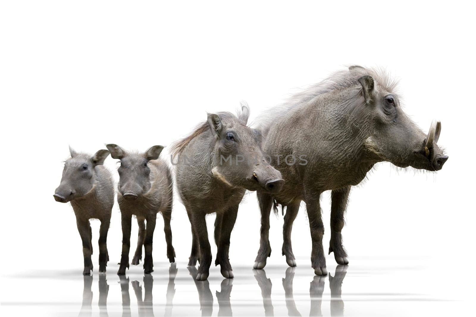 Warthogs wd380