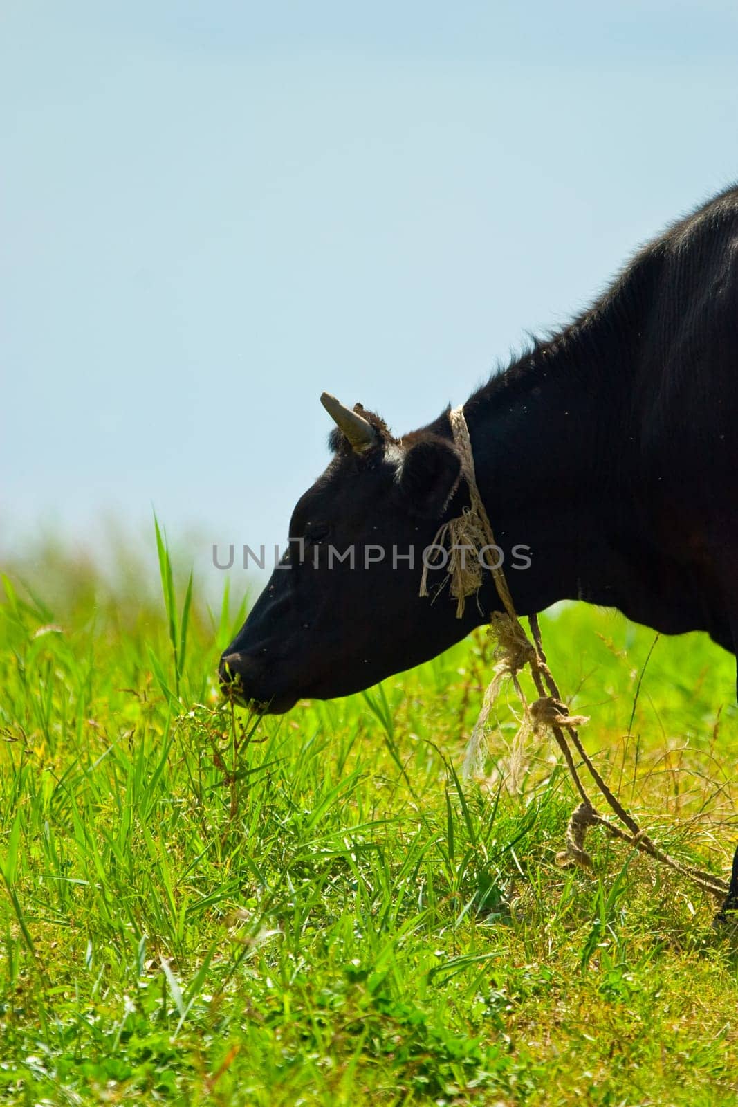 cows head