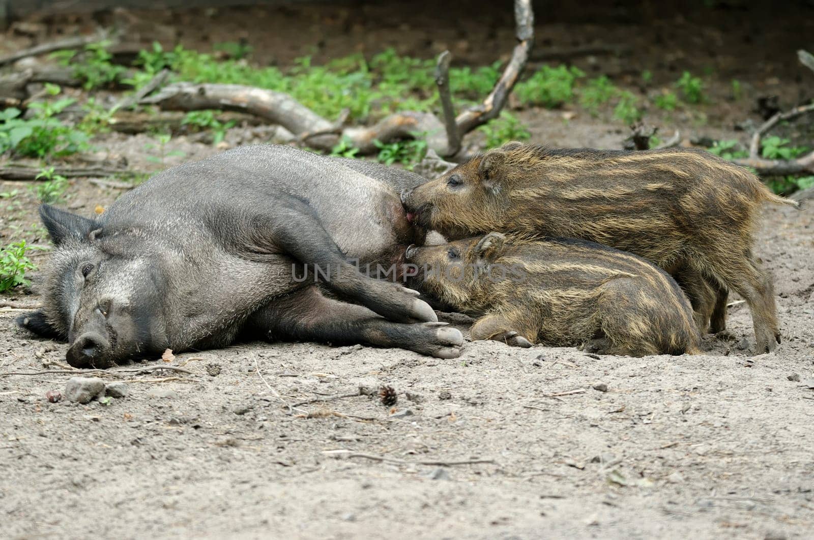 Wild boar with youngsters