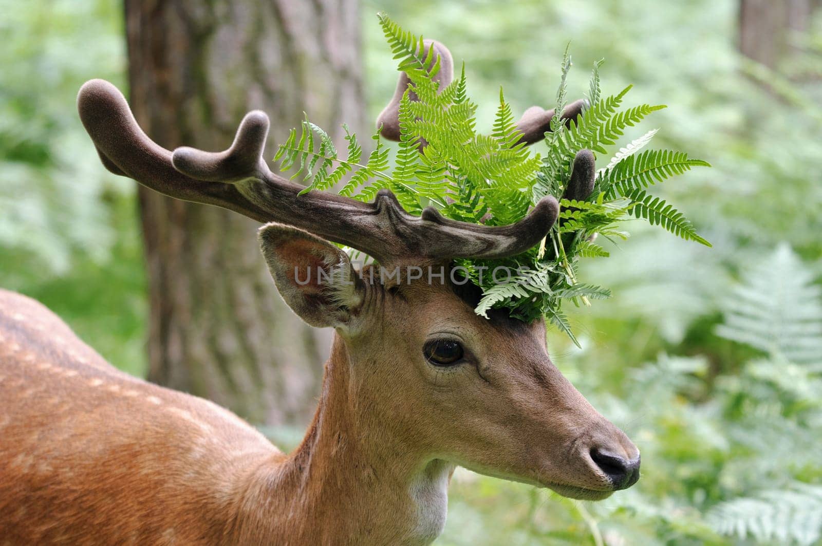 Fallow deer in fern