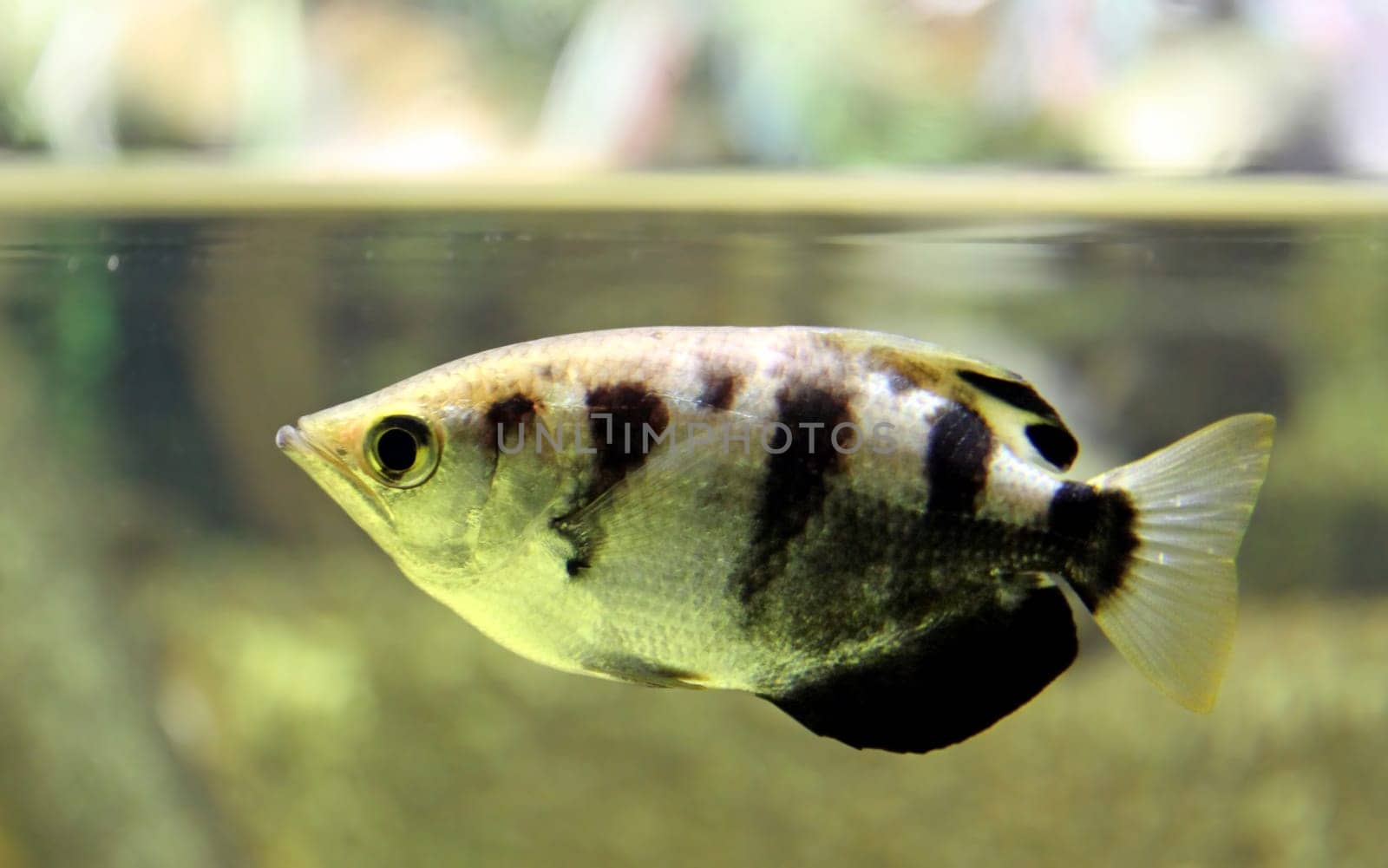 The archerfish (Toxotes jaculatrix) is about 20 cm long. His name refers to the probably unique hunting technique,in which he shoots insects down from above-water plants by means of a jet of water.
