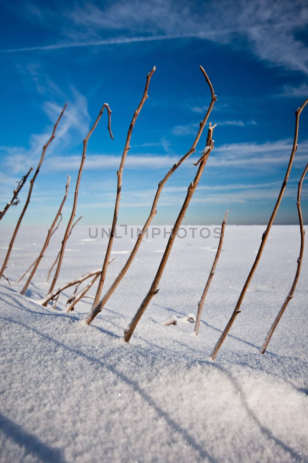 Winter Magic