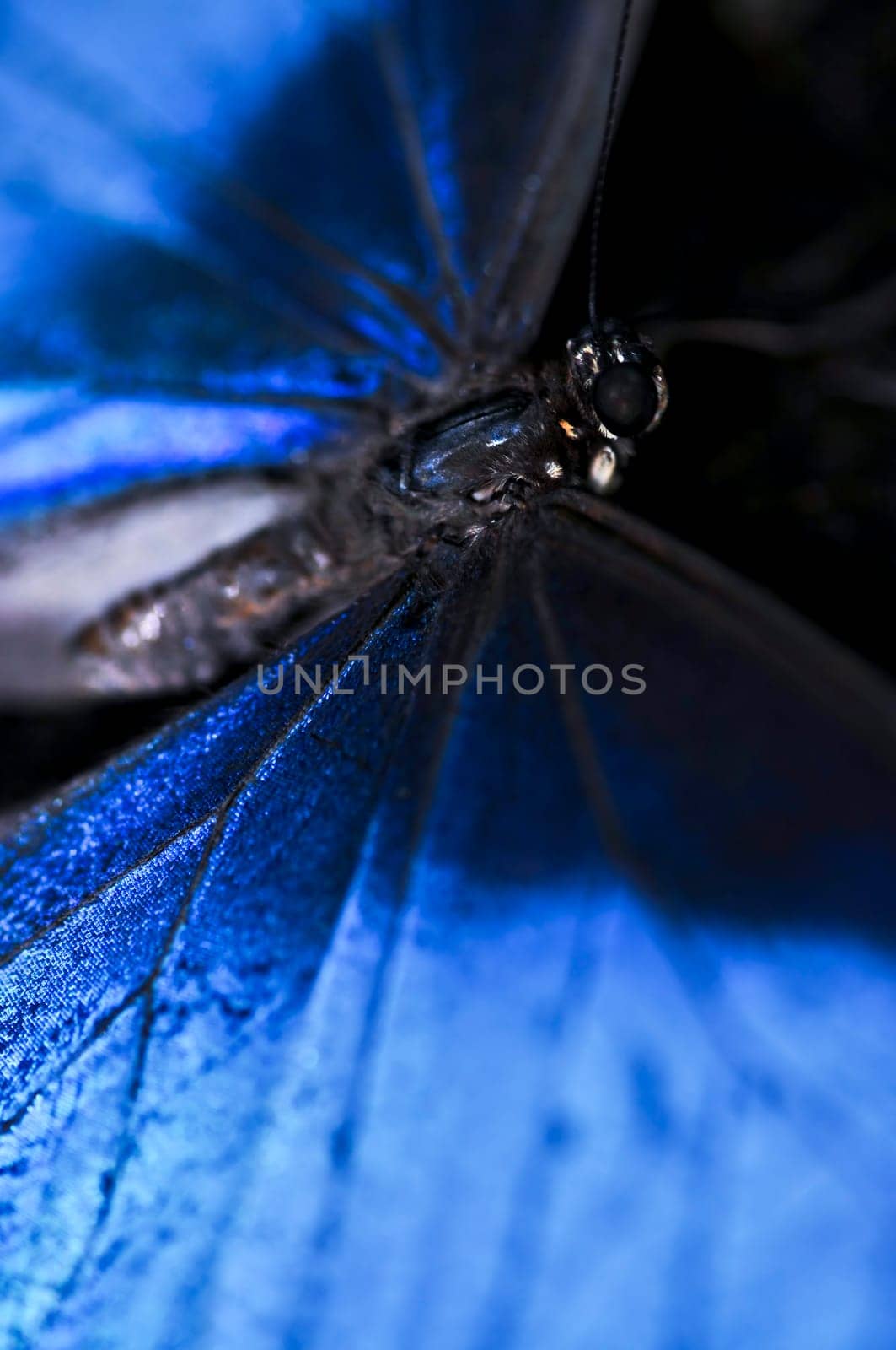Blue Morpho butterfly closeup