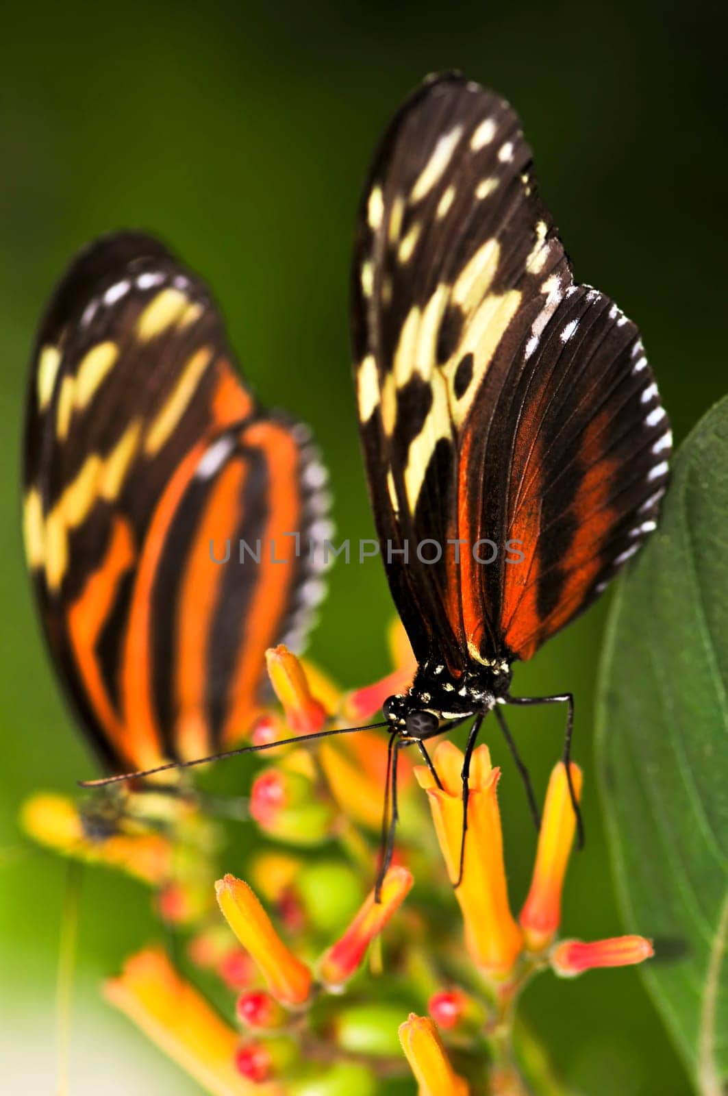 Large tiger butterflies