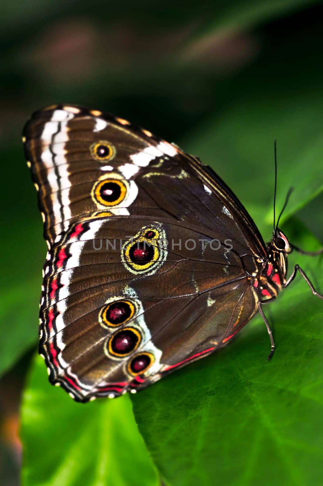 Butterfly on a plant
