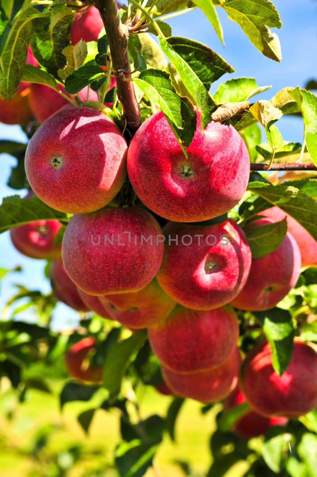 Apples on tree