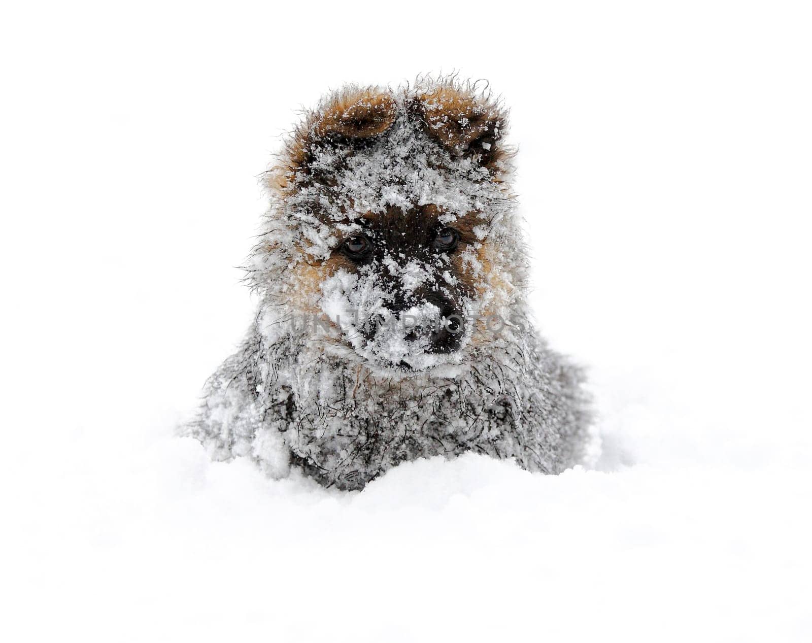 german shepherd in the snow