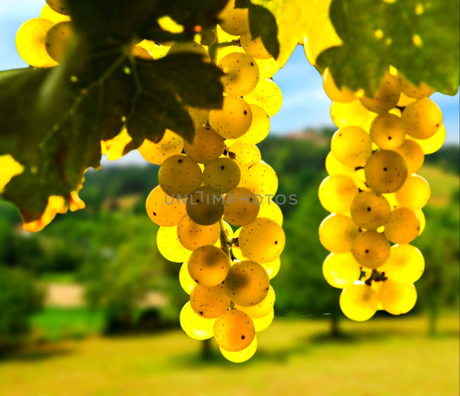Yellow grapes