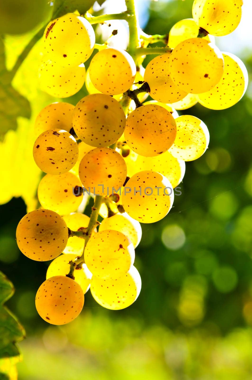Yellow grapes