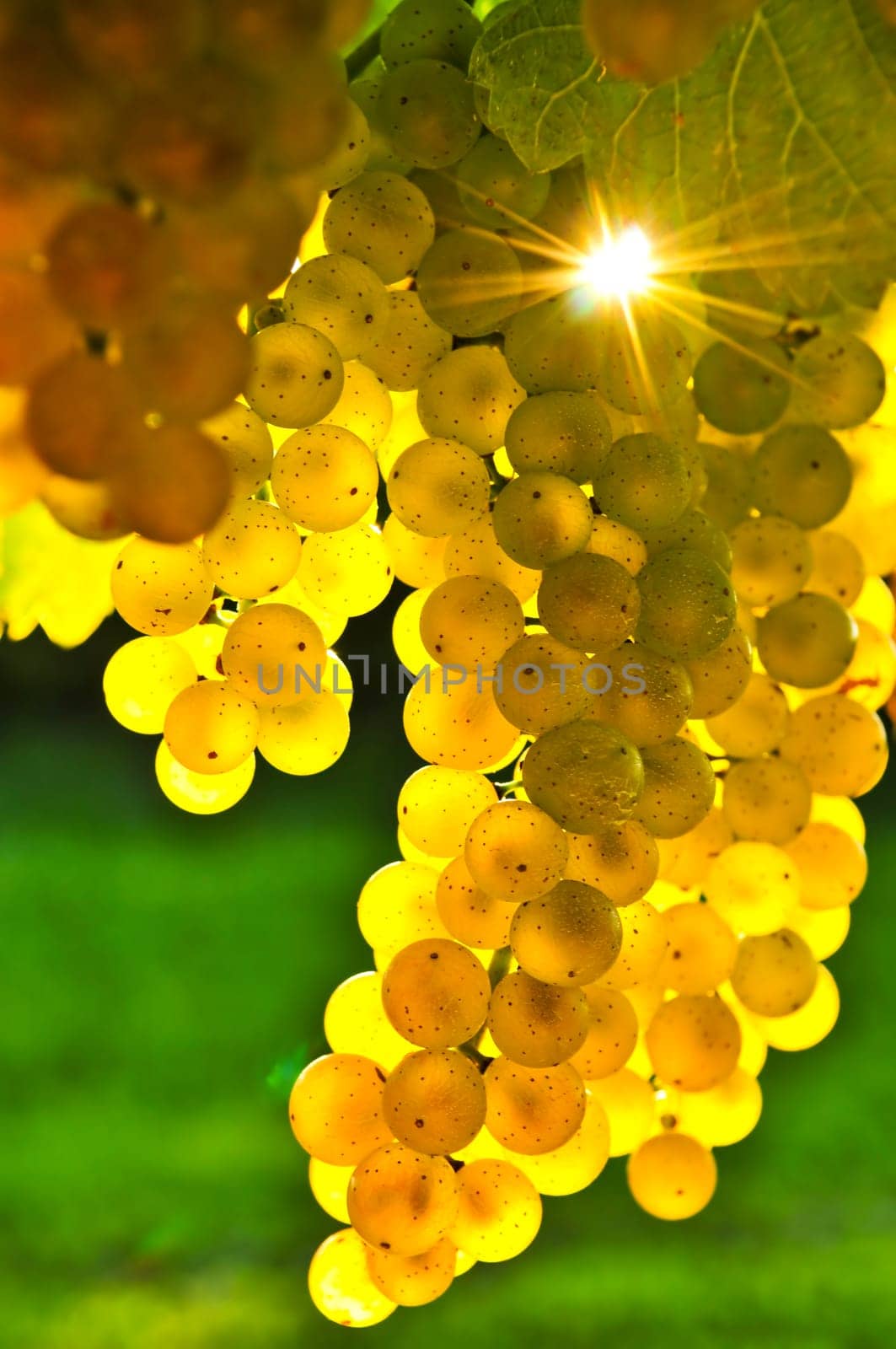 Yellow grapes