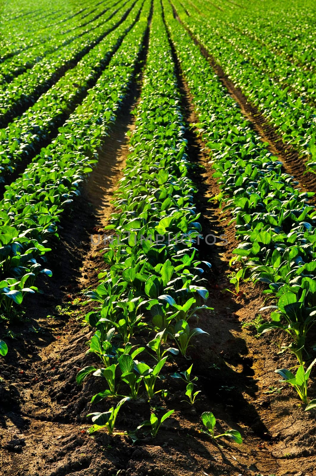 Rows of turnip plants in a field
