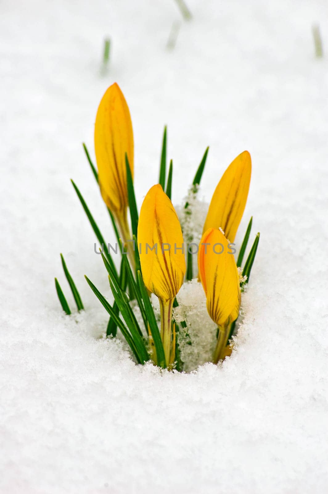 Crocuses in the snow