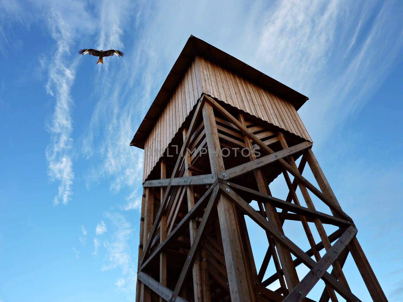 View with bird of prey