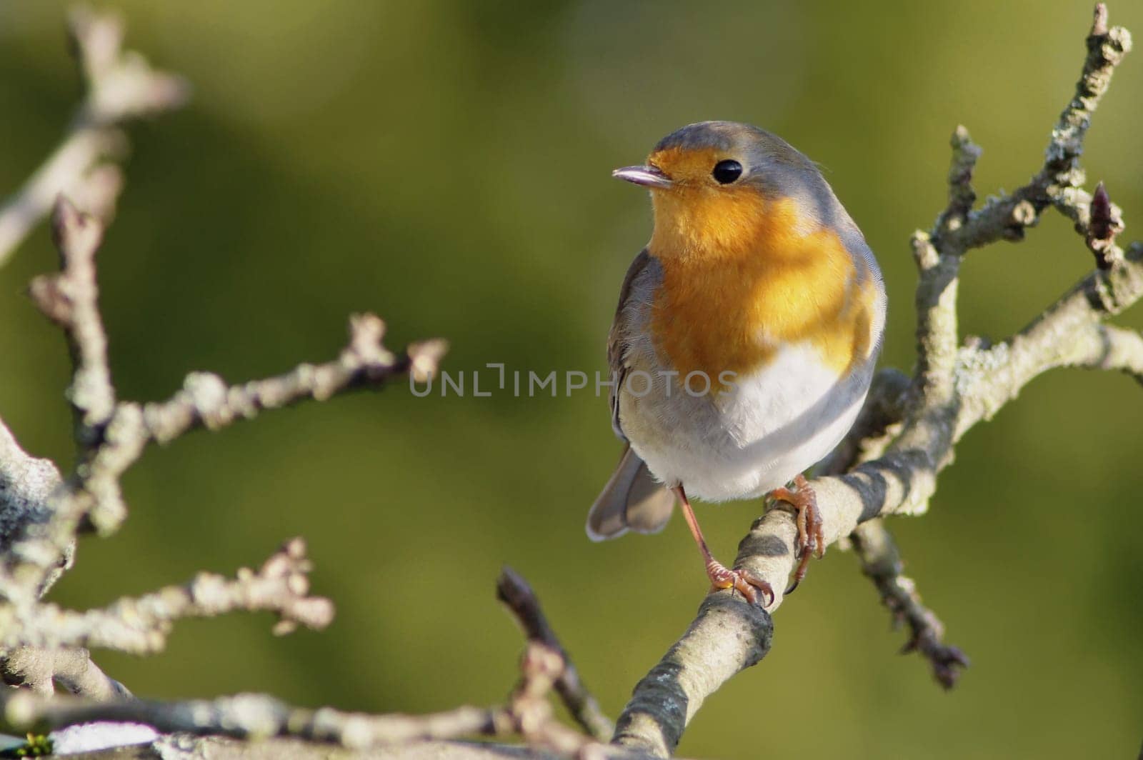 Robin,Erithacus rubecula