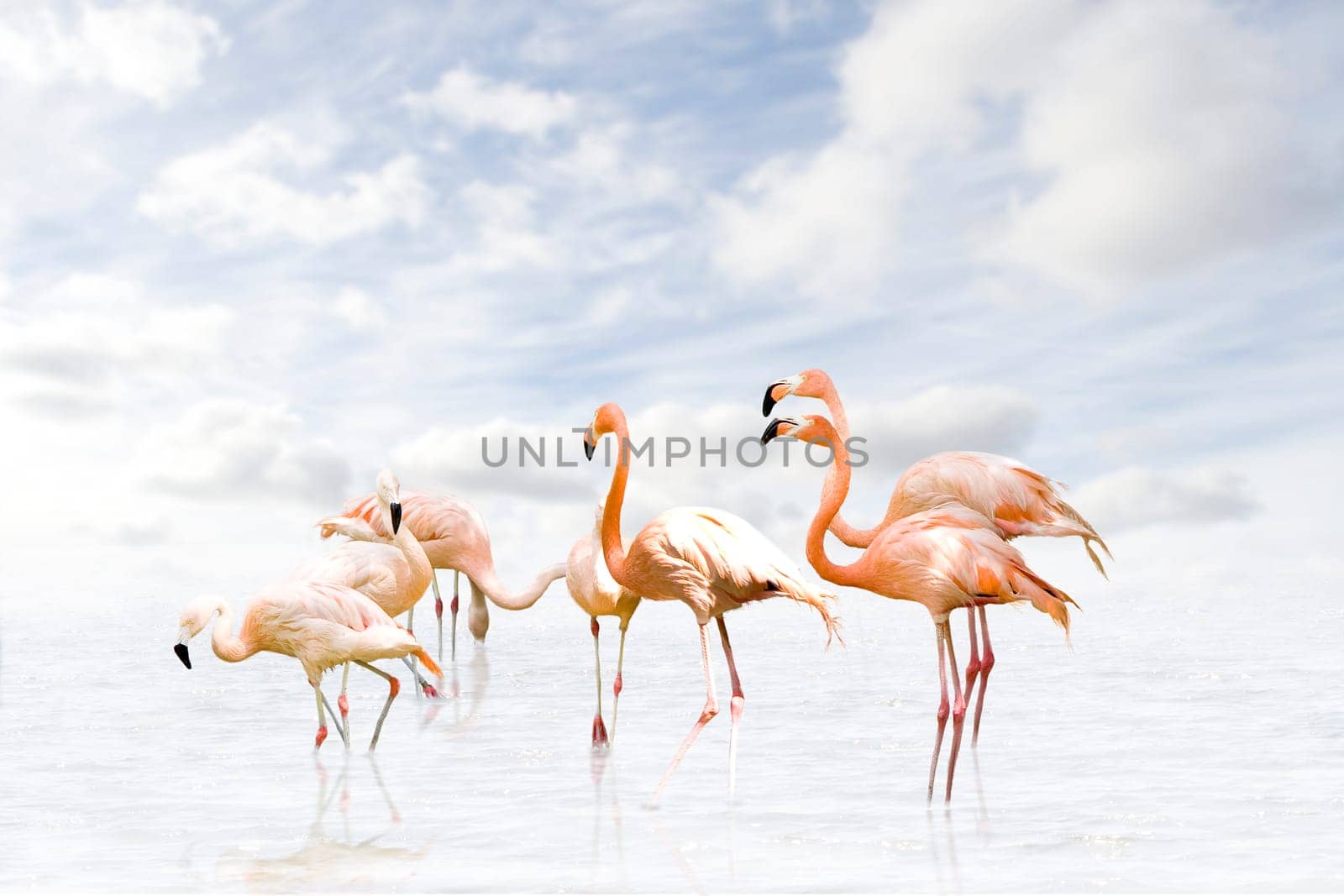 Flamingo wd382