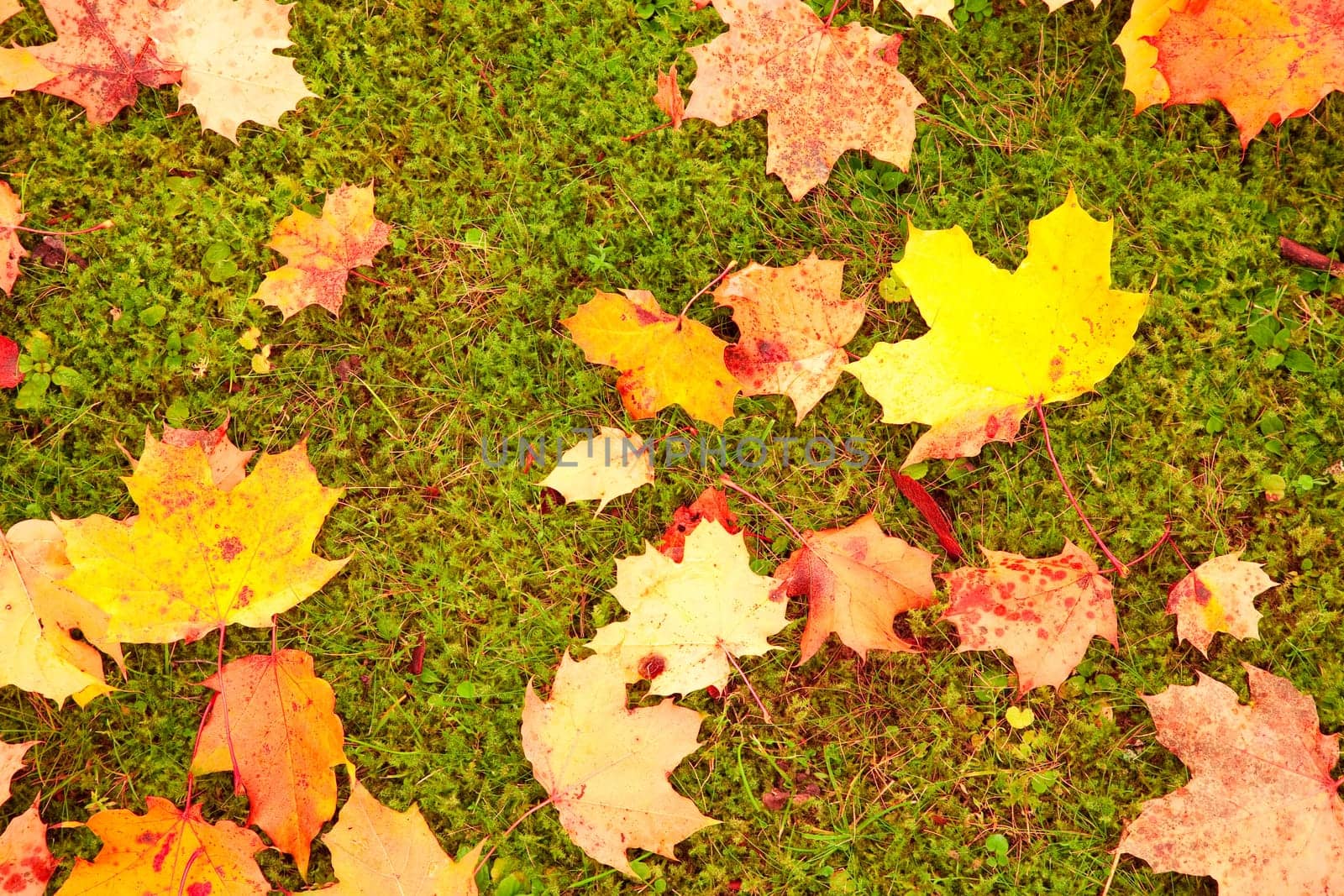 Autumn leaves