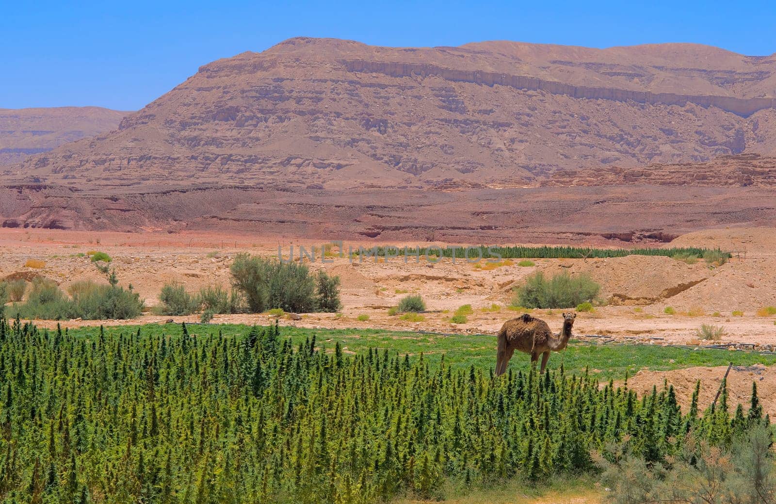Camel and Canabis