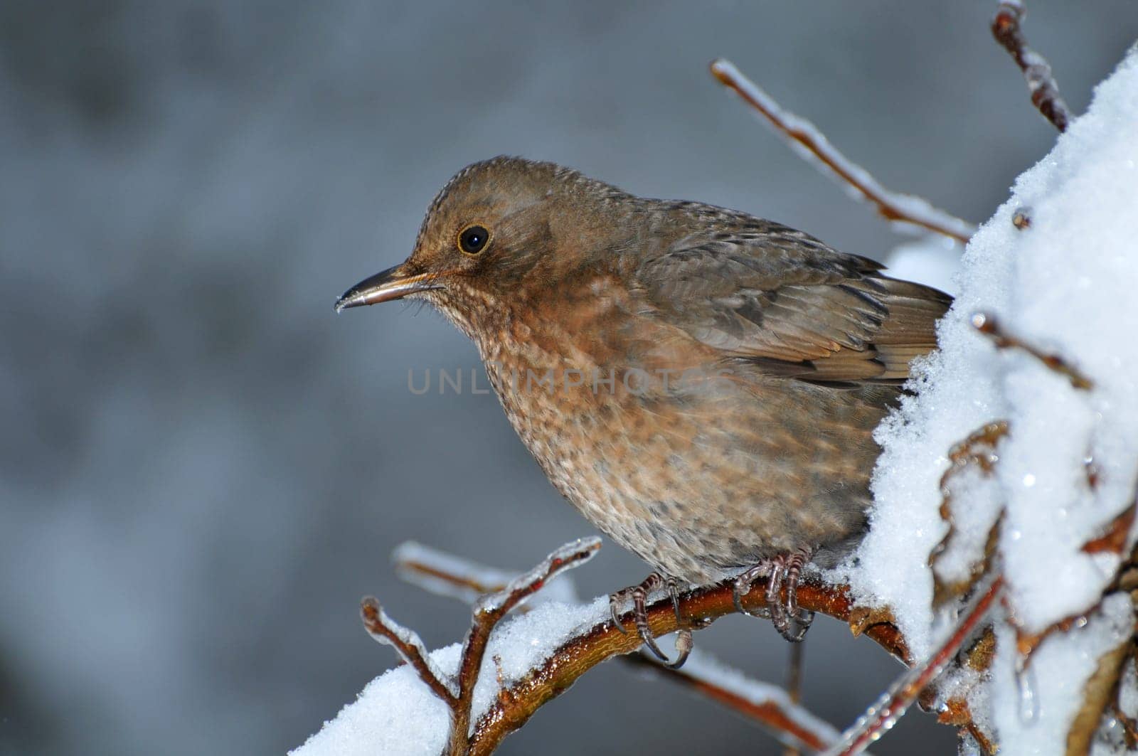 Female blackbird in the snow...