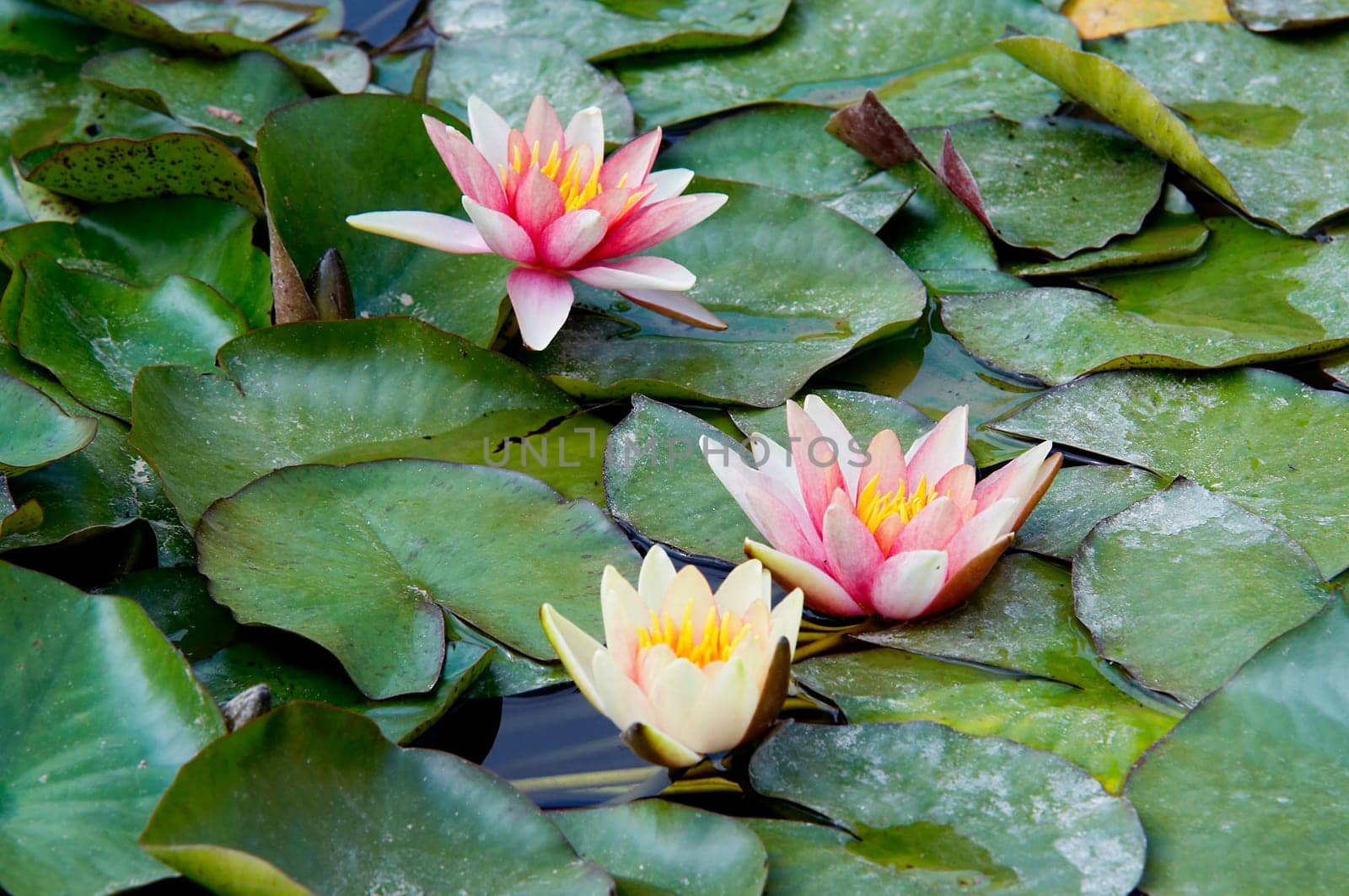 nenuphar on the water